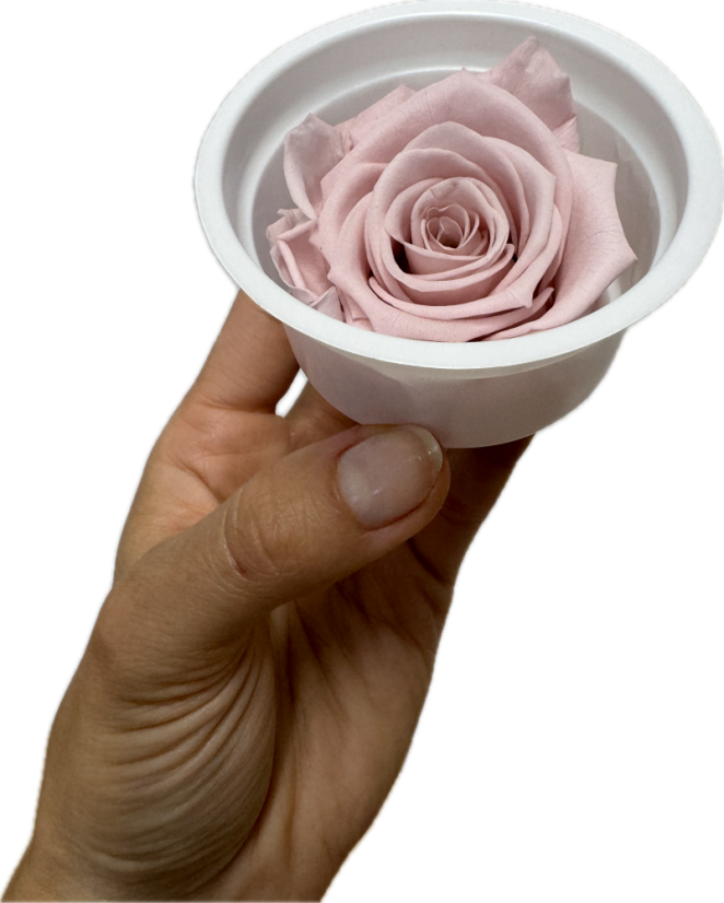 Stabilizovaná ruža KIARA XL nostalgia rose (hlava)