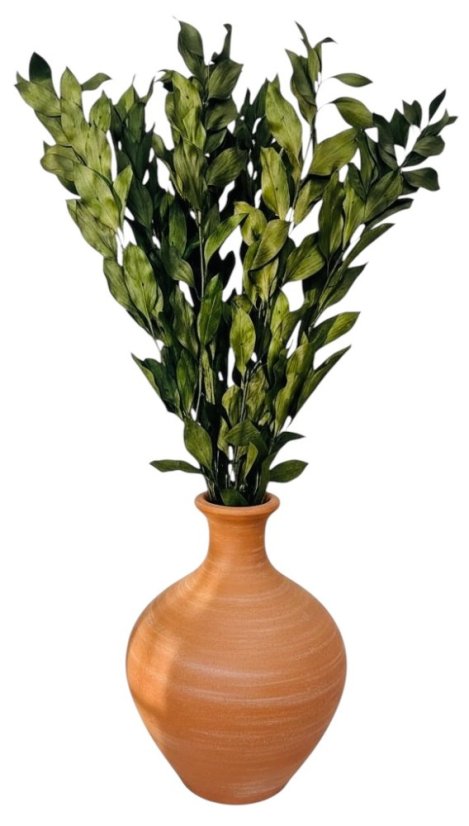 Stabilizovaný ruskus (ruscus) GIGANTE kytice/svazek zelených větviček s velkými listy - Balení: 6 ks