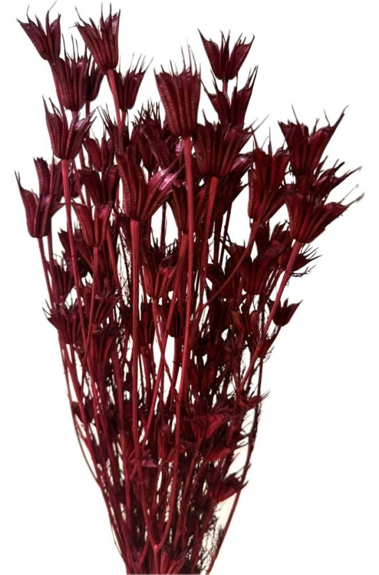 Sušená Nigella Oriental vínová/bordó - Balení: 90g-95g