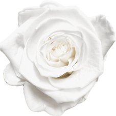 Stabilizovaná ruža Rose Amor XL biela (hlava)