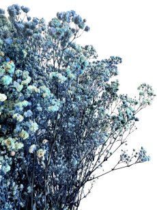 Nevěstin závoj/stabilizovaná Gypsophila zväzok/kytica MODRÁ/ AZUROVÁ MELÍROVANÁ