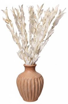 Stabilizovaný ruskus (ruscus) GIGANTE kytica/zväzok bielených vetvičiek s väčšími listami