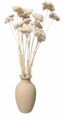 Stabilizovaný rebríček (Achillea) bielený zväzok/kytica 5ks