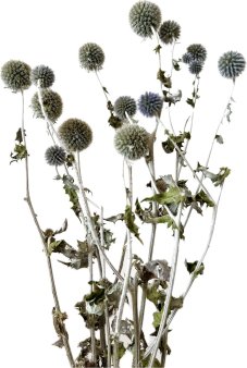 Sušený biely guľatohlavý (Echinops) bodliak sivozelený zvazok