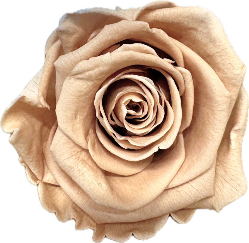 Stabilizovaná růže Rose Amor XL nude/béžová (hlava)