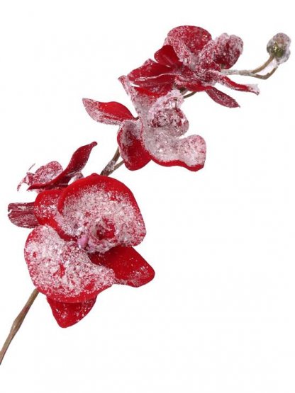 Orchidea omrznutá červená, 6 kvetov 3 púčiky, krásne spracovanie, 75cm
