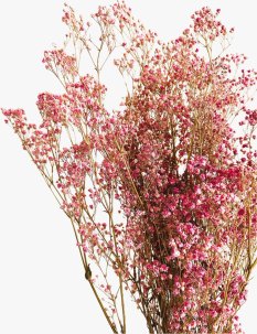 Nevěstin závoj/stabilizovaná Gypsophila svazek/kytice fuchsiová