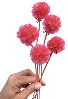 Sušená Scabiosa HOT PINK