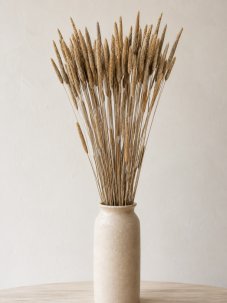 Sušená travina Phleum přírodní 60cm, svazek