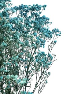 Nevěstin závoj/stabilizovaná Gypsophila zväzok/kytica TYRKYSOVÁ