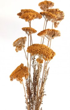 Stabilizovaný rebríček (Achillea) zväzok/kytica 5ks