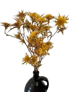 Sušený bodlák Eryngium přírodní svazek 5 větviček