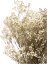 Nevěstin závoj/stabilizovaná Gypsophila zväzok/kytica prýrodná champagne - Balenie: 90g-95g