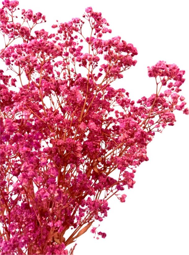 Nevěstin závoj/stabilizovaná Gypsophila svazek/kytice CYKLÁMOVÁ