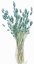 Sušený phalaris kytice/svazek azurový