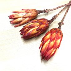 Sušená protea červená/oranžová balenie