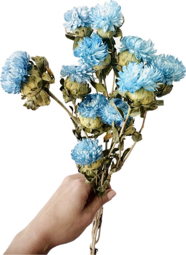 Helichrysum, slamienka azurová