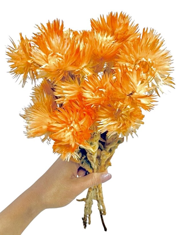Helichrysum vestitum, slamienka oranžová, zväzok - Balenie: 35g
