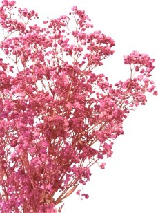 Nevěstin závoj/stabilizovaná Gypsophila zväzok/kytica SYTO RUŽOVÁ