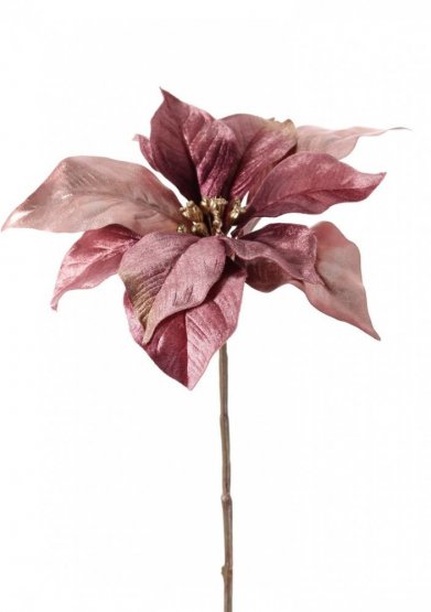 Vánoční hvězda z kolekce 'Glamour' vřesová/fialová, 1 květ (Ø 23 cm), 55 cm