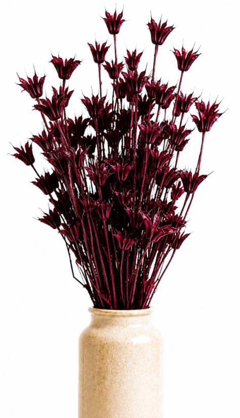 Sušená Nigella Oriental vínová/bordó - Balení: 90g-95g
