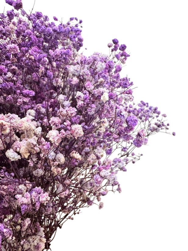Nevěstin závoj/stabilizovaná Gypsophila svazek/kytice FIALOVÁ ŽÍHANÁ - Balení: 100g
