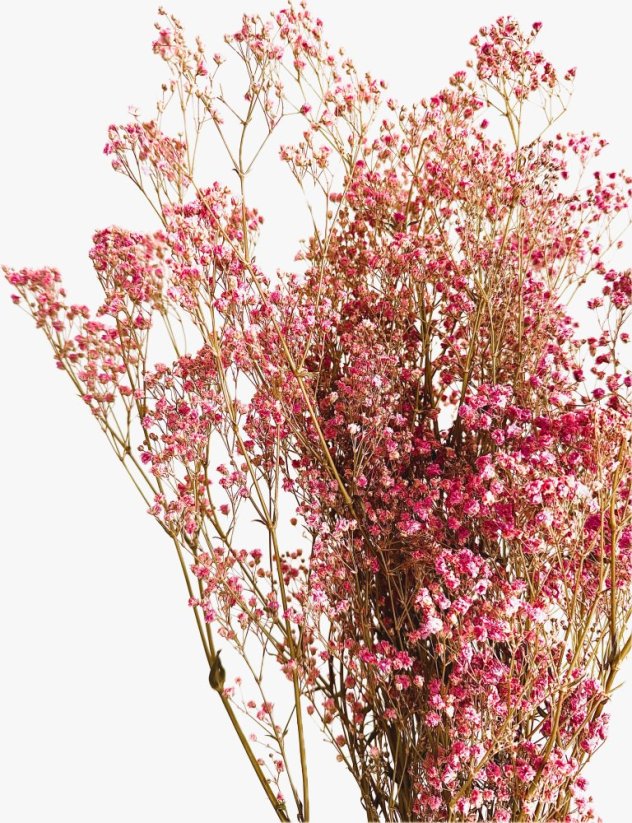 Nevěstin závoj/stabilizovaná Gypsophila svazek/kytice fuchsiová