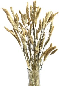 Setárie sušená přírodní béžová (Setaria Pendula), svazek