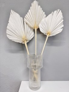 Sušené palmové listy bielené XL 3ks