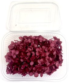 Stabilizovaná hortenzie CABEZA bordó KVĚTY 15g