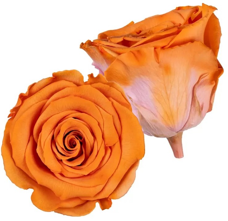 Stabilizovaná růže Rose Amor XL oranžová (hlava)