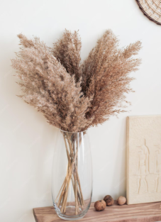 Sušená pampová tráva (pampas)  prírodný odtieň zväzok 10ks, 50-60cm