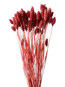 Sušený phalaris kytice/svazek VÍNOVÝ