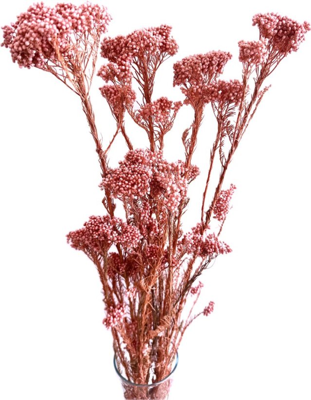 Stabilizovaný ozothamnus diosmi starorůžový svazek