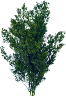 Stabilizovaný Asparagus Miro zelený, svazek
