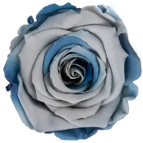 Stabilizovaná růže Rose Amor XL dusty blue žíhaná (hlava)