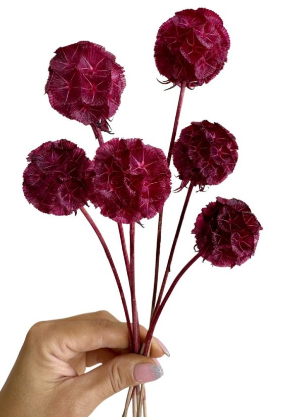 Sušená Scabiosa bordó