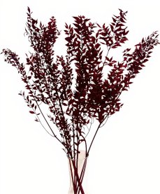 Stabilizovaný ruskus (ruscus) kytice/svazek BURGUNDY vínová