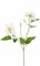 Klematis biele kvety, potiahnutá stonka, 76cm
