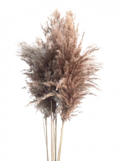 Sušená pampová tráva (pampas)  prírodná zväzok 10ks, 80-90cm