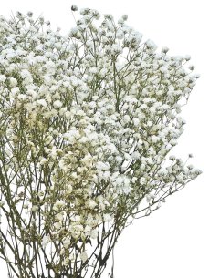 Nevěstin závoj/stabilizovaná Gypsophila zväzok/kytica prýrodná biela