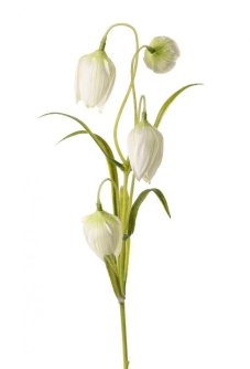 Rebčík umelý/Fritillaria 4 bielozelené kvety, 45cm