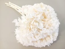 Stabilizovaná hortenzia bielená kvetenstvo Ø25cm