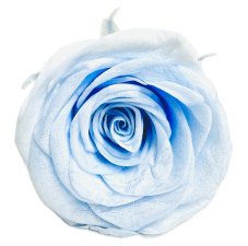 Stabilizovaná ruža L/XL svetlo modrá/baby blue (hlava)
