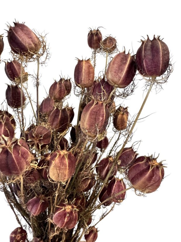 Sušená černucha (Nigella) přírodní bordó svazek