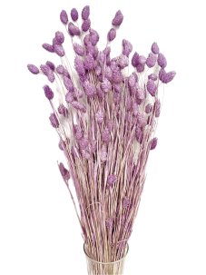 Sušený phalaris kytica/zväzok FIALOVÝ/LILA