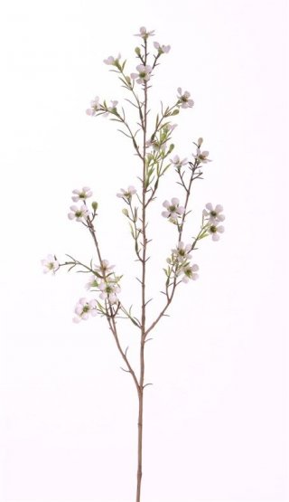 Opuč háčkovitá/Chamelaucium uncinatum, větvička 26 drobných květů bílé barvy, 78cm