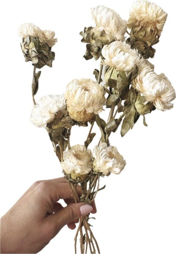 Helichrysum, slaměnka bílá