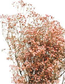 Nevěstin závoj/stabilizovaná Gypsophila svazek/kytice starorůžová
