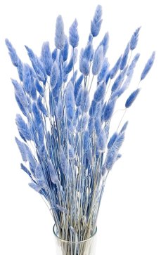 Sušený lagurus (králičí ocásek) modrošedý